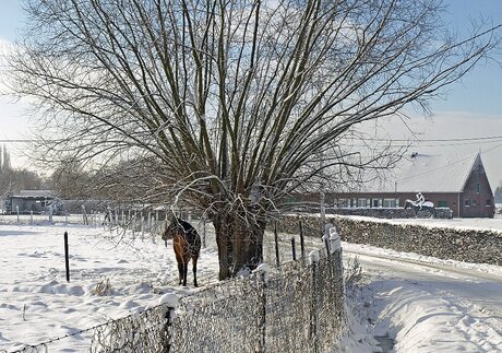 een paard in de kou