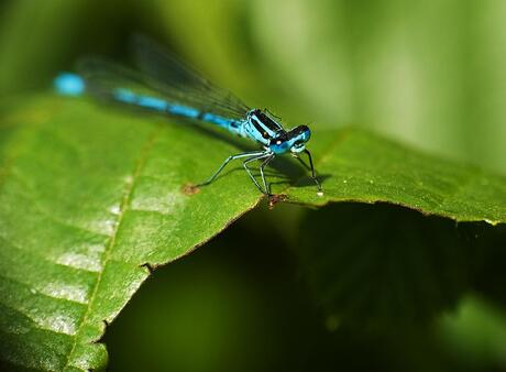 Blauw juffertje