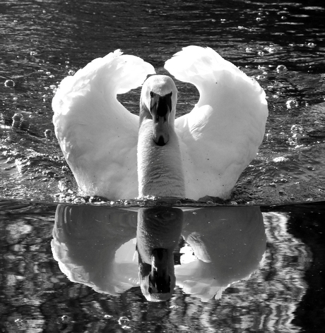 The vicious swan