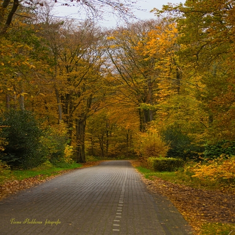 de mooie herfstkleuren van het bos op Texel
