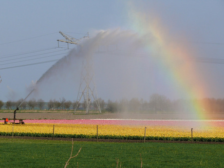 namaak regenboog boven de tulpen