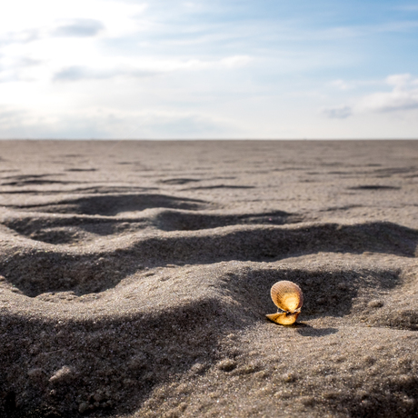 Zonaanbidster op het Wad bij Schiermonnikoog