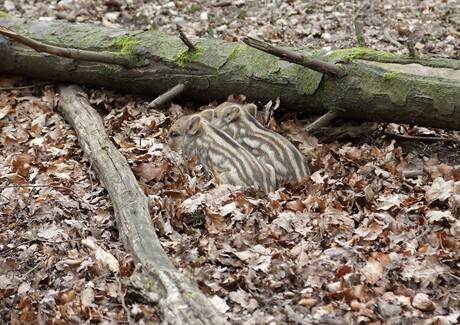 2015-04-11 Wiltpark het Aardhuis Everzwijntjes