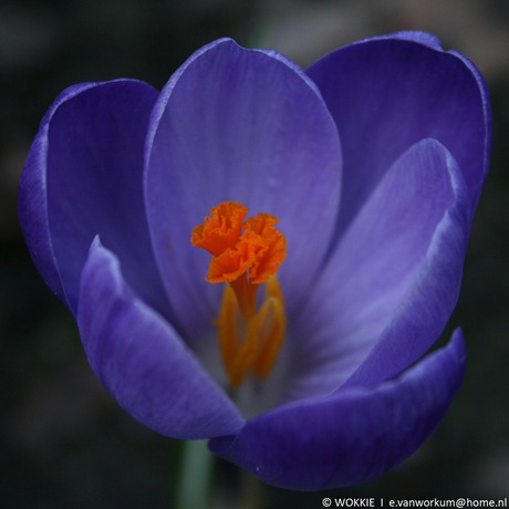 Krokus Blauw