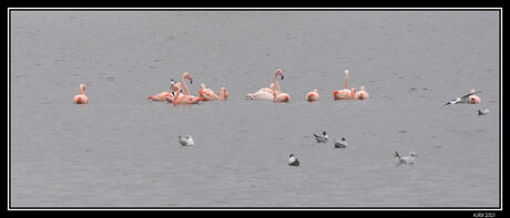 Flamingo's in Wildervank II