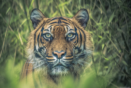 Sumatraans tijgervrouwtje ..