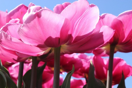 Roze tulpen in de Noordoostpolder