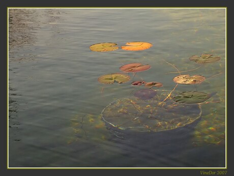 Leaves on water