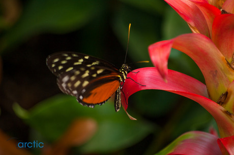 Colorful butterfly