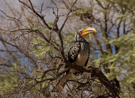 African Yellowbillded Hornbill Kalahari