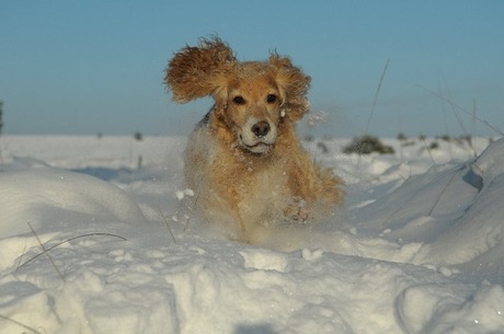 Winter wandeling op de hei