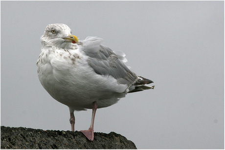 Herring gull.............