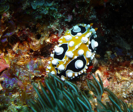 Nudibranch voor de liefhebber