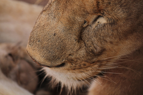 Lioness in the shade