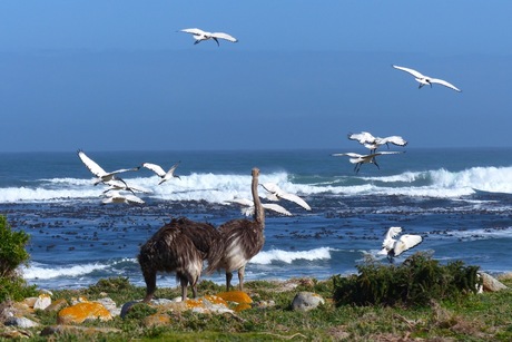 Cape Peninsula, Zuid Afrika, Atlantic Ocean