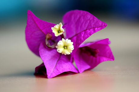 Bougainville