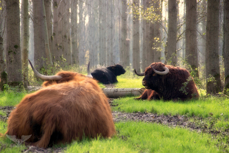 Schotse Hooglanders