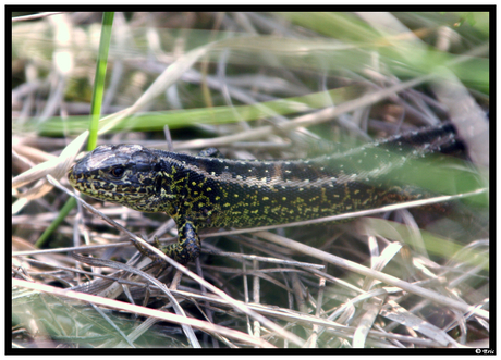 Zandhagedis op de heide