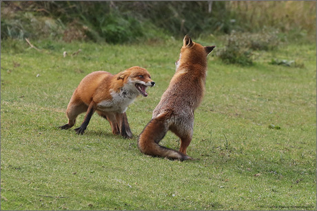 Fighting Foxes