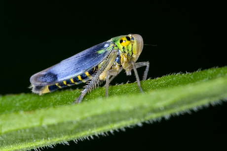 Cicaddella viridis 2