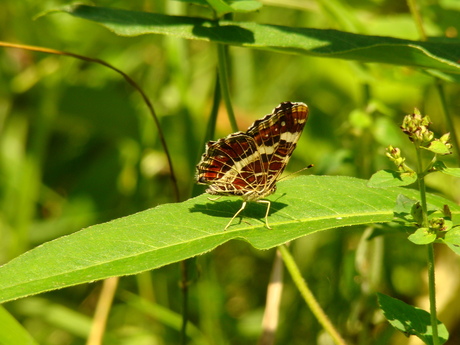 Nice Wings