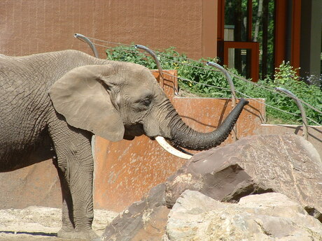 olifant