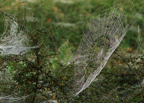 Herfst in de tuin