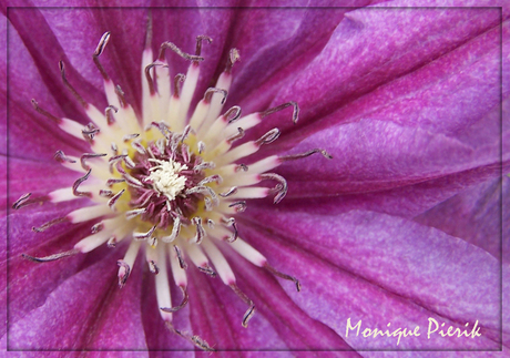 Clematis III