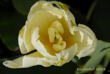 Tulp - Keukenhof 2008