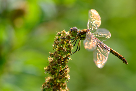 Libelle