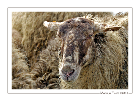 Schoonebekerschaap