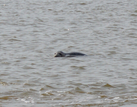 zeehond