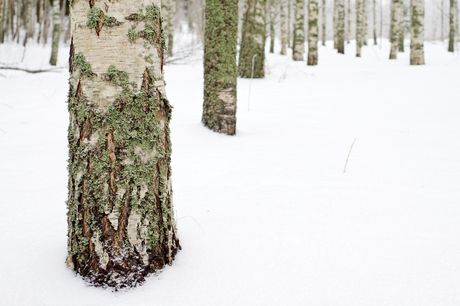 Berken in de sneeuw