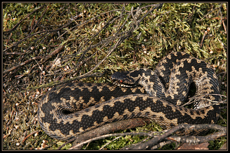 Adder