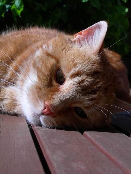 Lekker in het zonnetje