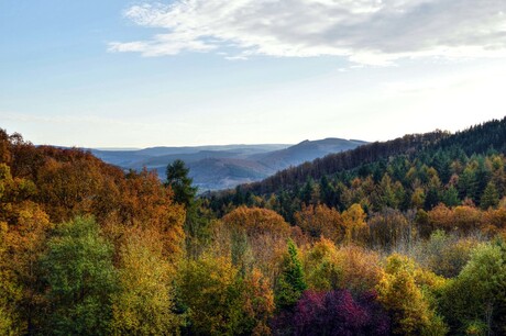 ardennen bos