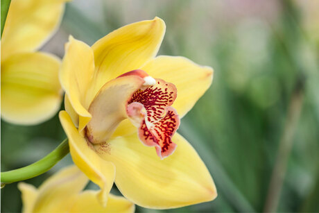 Gele-orchidee