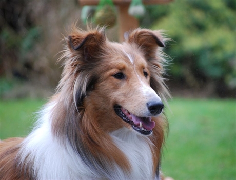dit is Lassie