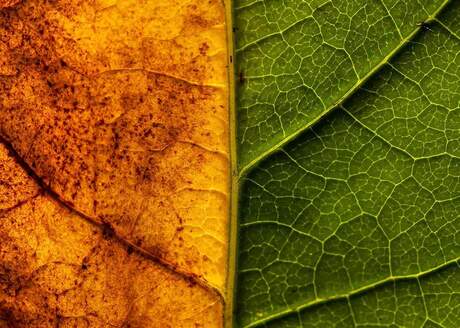 De overgang van de zomer naar de herfst