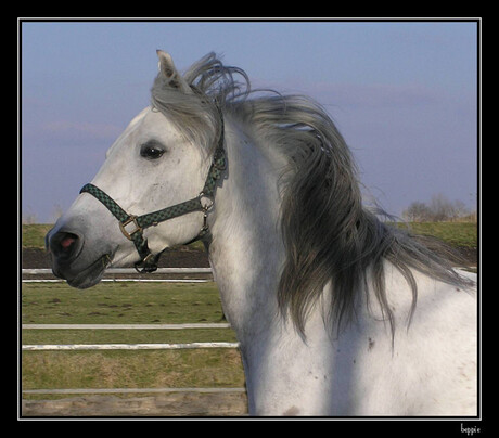 Kleine arabier