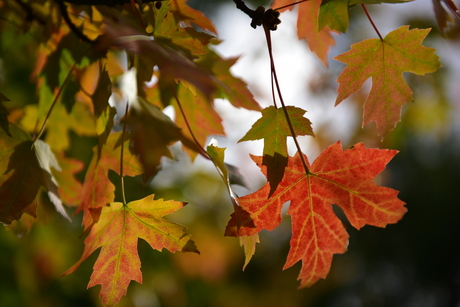 Herfst tijd.