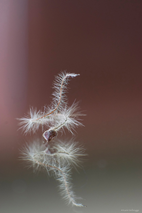 Clematis in potentie