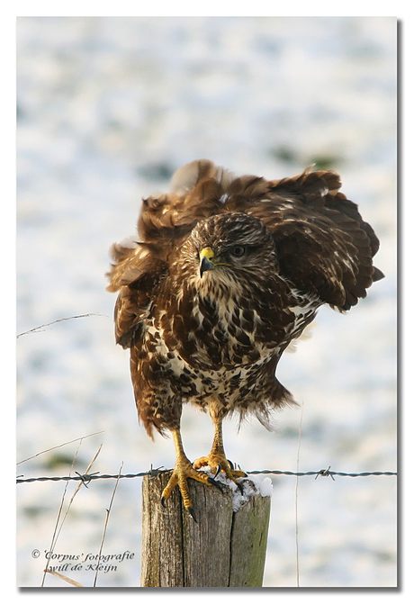 Buizerd