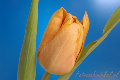 Tulp geel met blauwe achtergrond