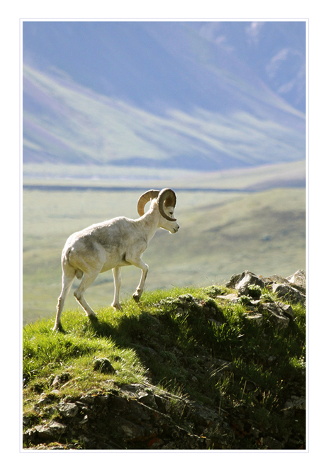 Dall sheep in Denali NP