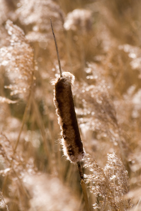 Riet in tegenlicht