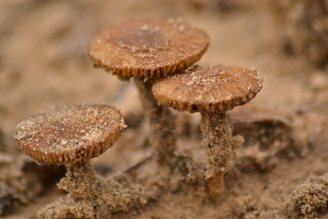 Zand paddenstoel