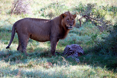 Leeuw met gedoode zebra
