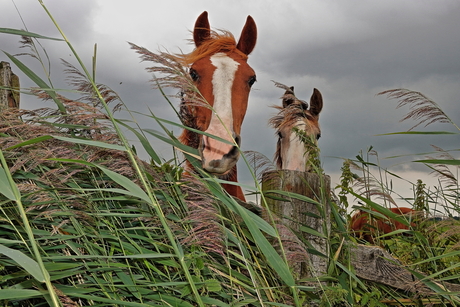 1 Paarden