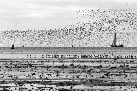 Opvliegende vogels